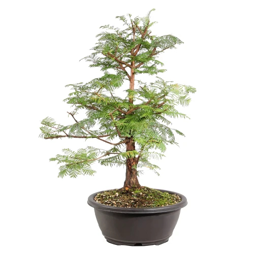 Dawn Redwood left side view 