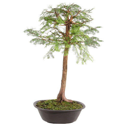 Dawn Redwood left side view