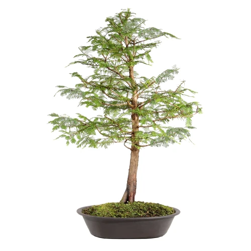 Dawn Redwood in a plastic bonsai container 