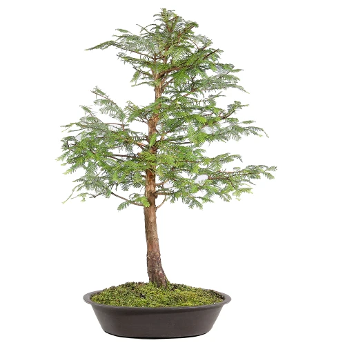 Dawn Redwood back view 