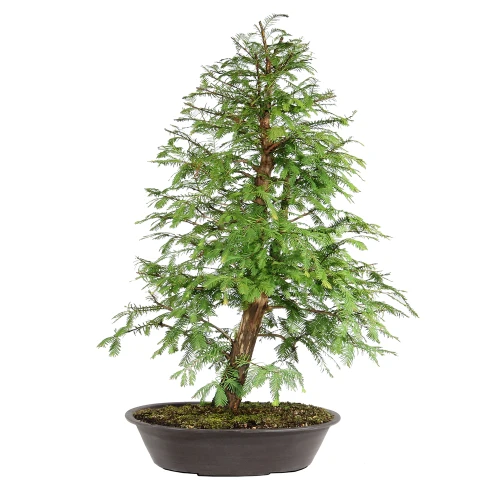 Dawn Redwood back view