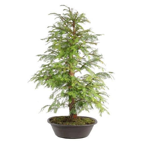 Dawn Redwood left side view