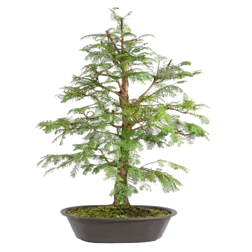 Dawn Redwood back view 