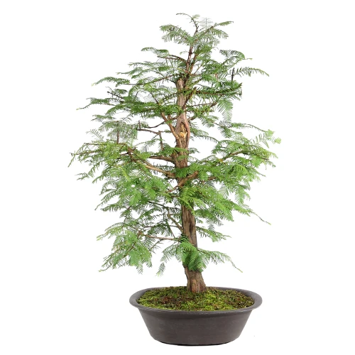 Dawn Redwood left side view 