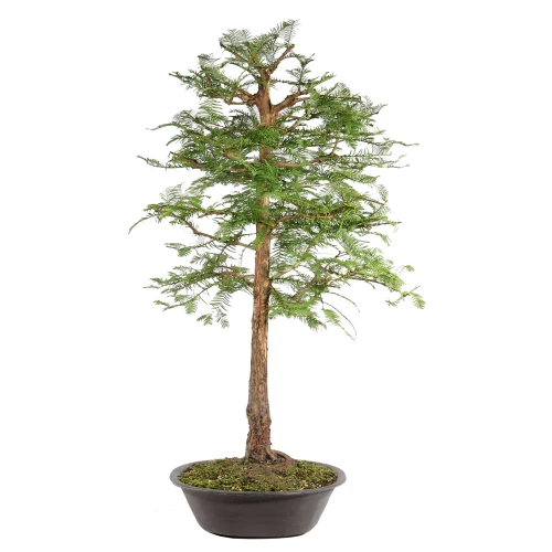 Dawn Redwood left side view 