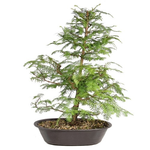 Dawn Redwood back view 