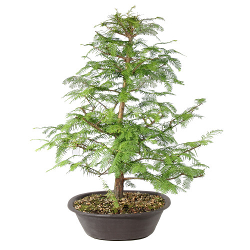 Dawn Redwood right side view 