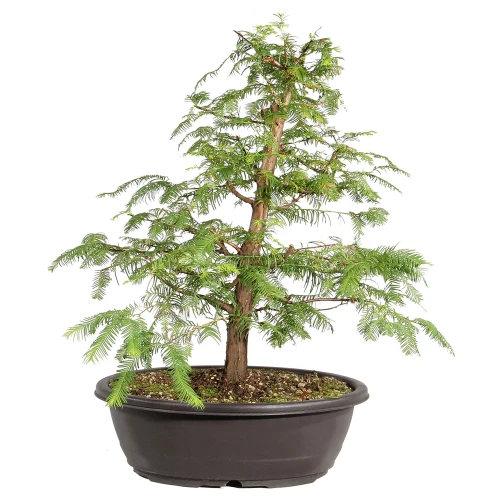 Dawn Redwood back view 