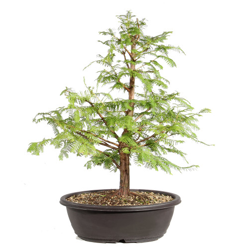 Dawn Redwood back view 