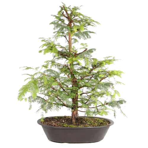 Dawn Redwood in a bonsai container 