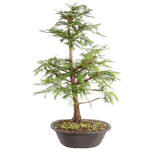 Dawn Redwood left side view
