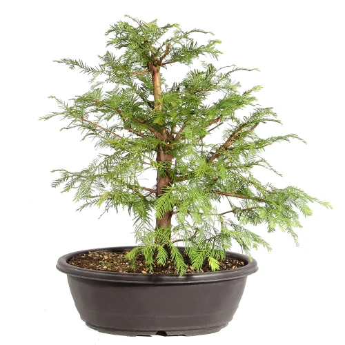 Dawn Redwood back view