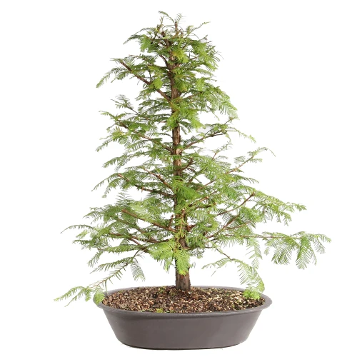 Dawn Redwood in a bonsai container 