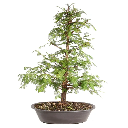 Dawn Redwood back view 