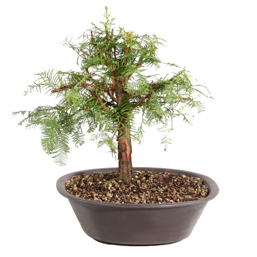 Dawn Redwood left side view 