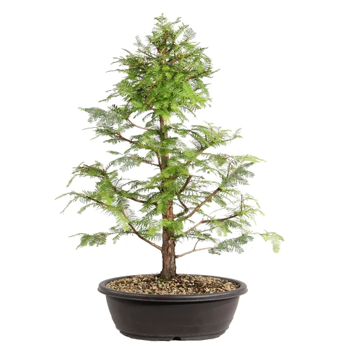 Dawn Redwood in a bonsai contianer 