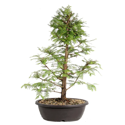 Dawn Redwood back view 