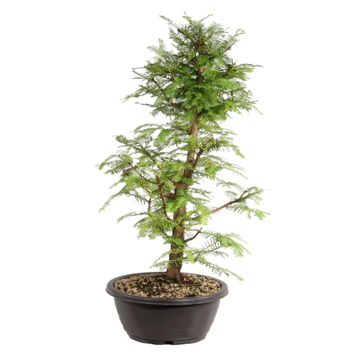 Dawn Redwood right side view 