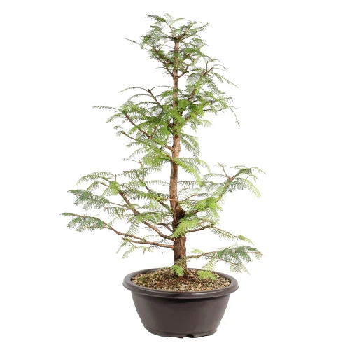 Dawn Redwood left side