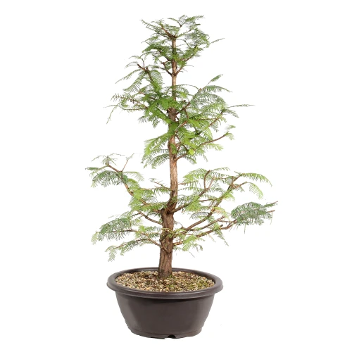 Dawn Redwood right side view
