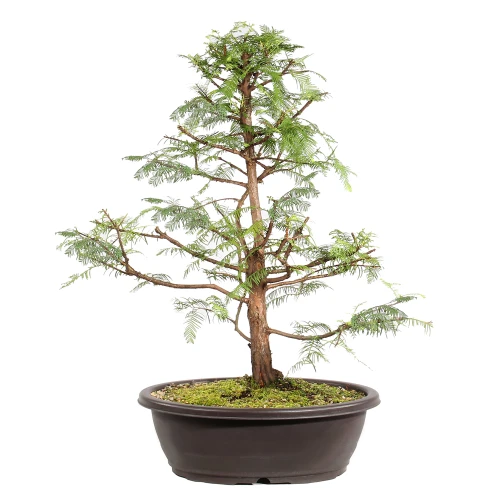 Dawn Redwood in a bonsai container