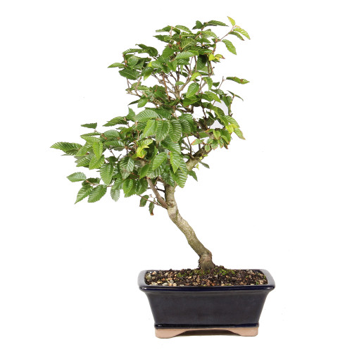Front of bonsai tree 