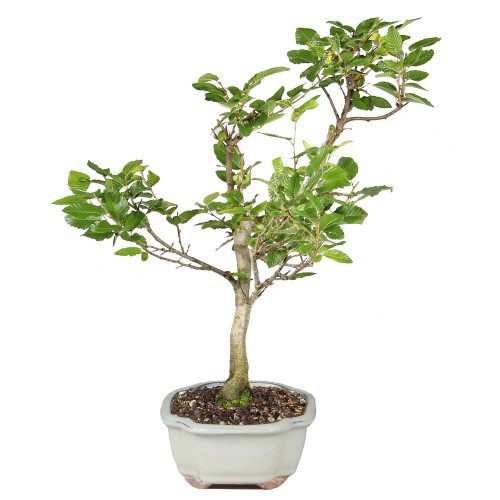 Left side of bonsai tree 