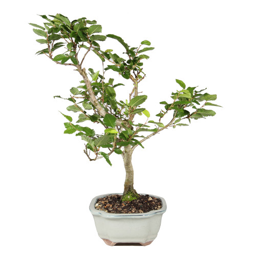 Bonsai tree in ceramic container 
