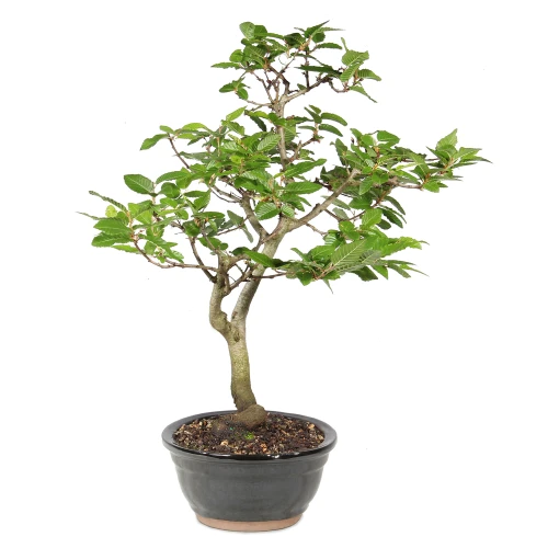 Left side of bonsai tree 