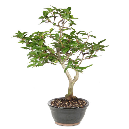 Korean Hornbeam - ST0526KH-K