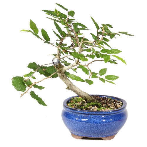 Left side of bonsai tree 