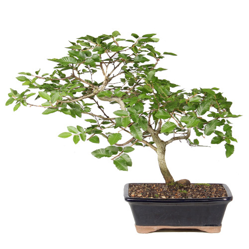 Korean Hornbeam in a bonsai container 