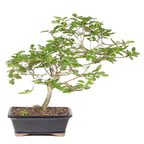 Korean Hornbeam back view 