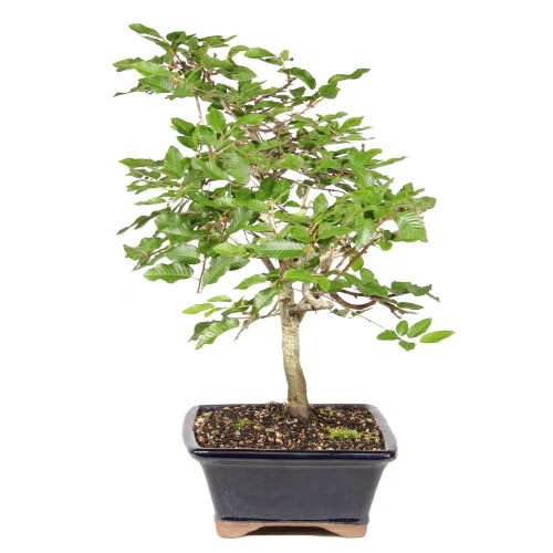 Korean Hornbeam left side view 
