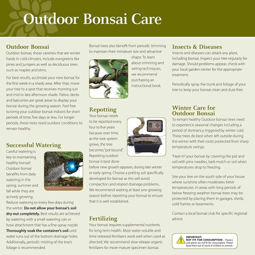 Korean Hornbeam Outdoor care instructions 