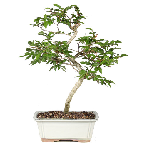 Korean Hornbeam back view 