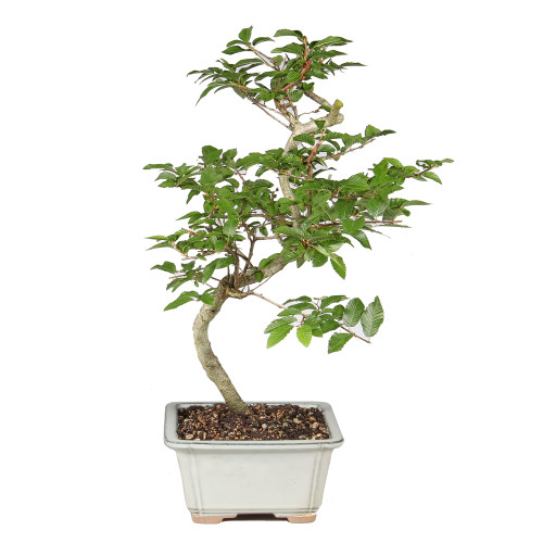 Korean Hornbeam right side view 