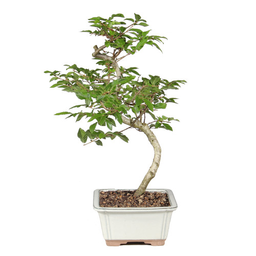 Korean Hornbeam left side view 