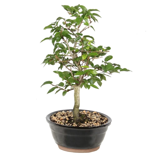 Korean Hornbeam right side view 