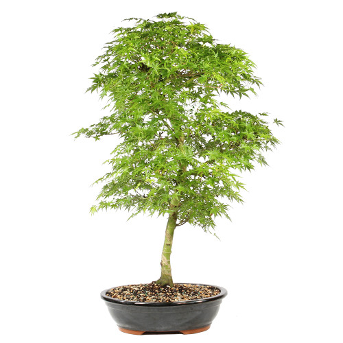 Front of bonsai tree
