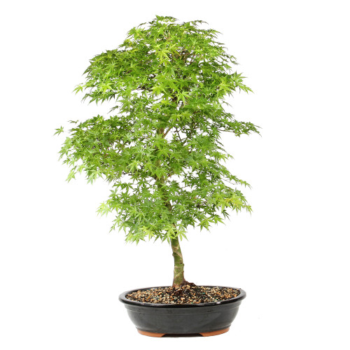 Back of bonsai tree 