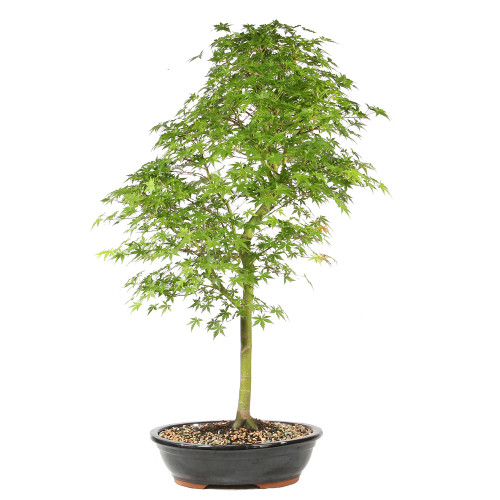 Japanese Maple  back view