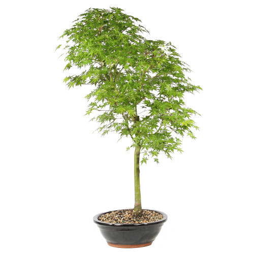 Japanese Maple  right side view 