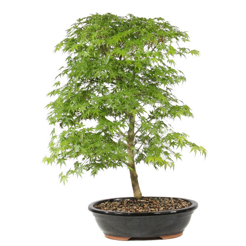 Japanese Maple  in a ceramico contaienr