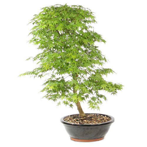 Japanese Maple  left side view 