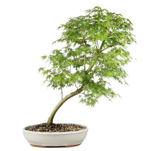 Japanese Maple  in a ceramic container 