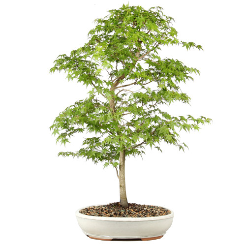 Bonsai tree in ceramic container 