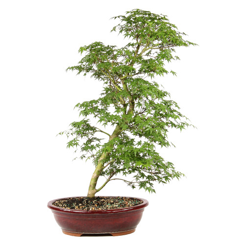 Bonsai tree in ceramic container 