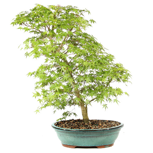 Bonsai tree in ceramic container 
