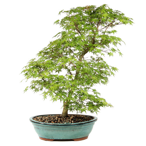 Bonsai tree in ceramic container 